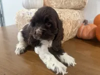 AKC Wanda , a female Cocker Spaniel for sale in Athens, WI – 2 of 10