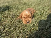 Harry Jr, a female Cocker Spaniel for sale in Athens, WI – 4 of 6