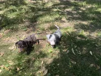 Hudson, a male Miniature Dachshund for sale in Athens, WI – 7 of 10