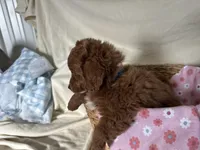 Girlie, a female Miniature Goldendoodle for sale in Athens, WI – Photo 5 of 10