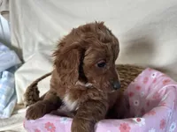 Girlie, a female Miniature Goldendoodle for sale in Athens, WI – Photo 2 of 10