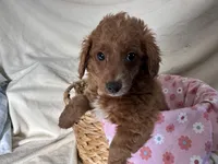 Girlie, a female Miniature Goldendoodle for sale in Athens, WI – Photo 9 of 10