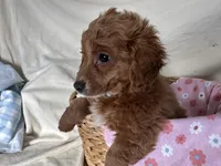 Girlie, a female Miniature Goldendoodle for sale in Athens, WI – Photo 8 of 10
