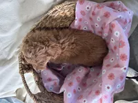 Girlie, a female Miniature Goldendoodle for sale in Athens, WI – Photo 10 of 10