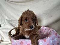 Girlie, a female Miniature Goldendoodle for sale in Athens, WI – Photo 6 of 10