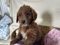 Girlie, a female Miniature Goldendoodle for sale in Athens, WI – Photo 4 of 10