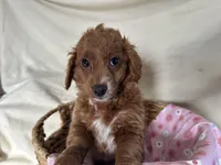 Girlie, a female Miniature Goldendoodle for sale in Athens, WI – Photo 3 of 10