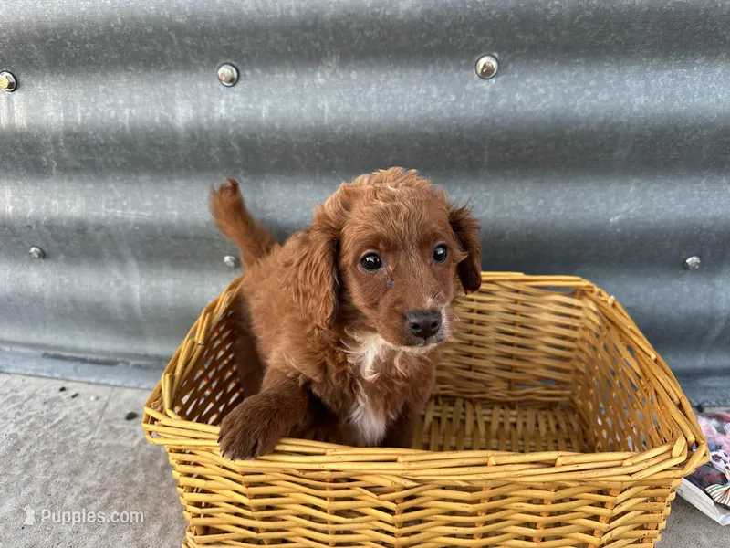 Girlie – Miniature Goldendoodle puppy for sale in Athens, WI
