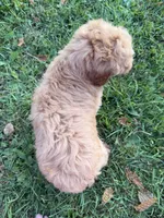 Carlos, a male Miniature Goldendoodle for sale in Athens, WI – 3 of 10