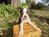 Penny, a female Boston Terrier for sale in Athens, WI – 2 of 10