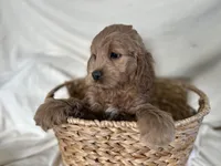 Calvin, a male Cockapoo for sale in Athens, WI – Photo 4 of 9