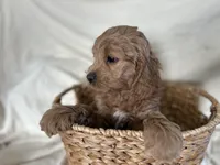 Calvin, a male Cockapoo for sale in Athens, WI – Photo 3 of 9