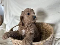 Calvin, a male Cockapoo for sale in Athens, WI – Photo 5 of 9