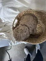 Calvin, a male Cockapoo for sale in Athens, WI – Photo 8 of 9