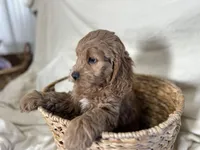 Calvin, a male Cockapoo for sale in Athens, WI – Photo 6 of 9