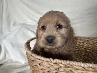 Calvin, a male Cockapoo for sale in Athens, WI – Photo 9 of 9