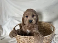 Calvin, a male Cockapoo for sale in Athens, WI – Photo 1 of 9