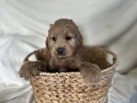 Calvin, a male Cockapoo for sale in Athens, WI – Photo 2 of 9