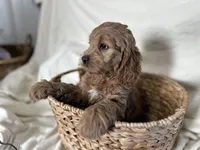 Calvin, a male Cockapoo for sale in Athens, WI – Photo 7 of 9