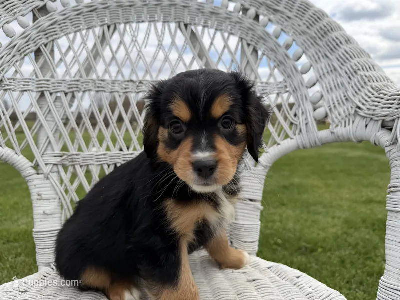 Roger  – Cocker Spaniel, Miniature Australian Shepherd puppy for sale in Athens, WI