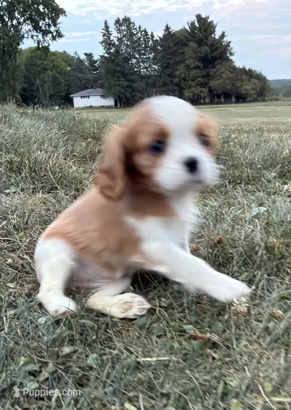 AKC Dorn – Cavalier King Charles Spaniel puppy for sale in Athens, WI