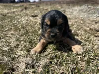 Rick, a male Cocker Spaniel and Miniature Australian Shepherd for sale in Athens, WI – 2 of 6