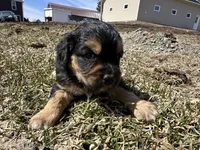 Rick, a male Cocker Spaniel and Miniature Australian Shepherd for sale in Athens, WI – 5 of 6