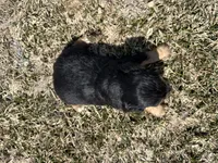 Rick, a male Cocker Spaniel and Miniature Australian Shepherd for sale in Athens, WI – 4 of 6