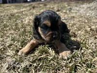 Rick, a male Cocker Spaniel and Miniature Australian Shepherd for sale in Athens, WI – 3 of 6