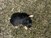Rick, a male Cocker Spaniel and Miniature Australian Shepherd for sale in Athens, WI – 6 of 6