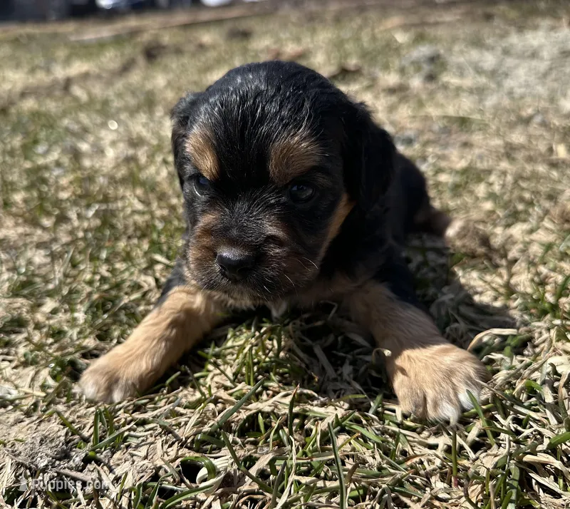 Rick – Cocker Spaniel, Miniature Australian Shepherd puppy for sale in Athens, WI