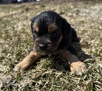 Rick, a male Cocker Spaniel and Miniature Australian Shepherd for sale in Athens, WI – 1 of 6