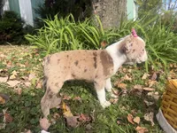 Patty, a female Boston Terrier for sale in Athens, WI – 4 of 10