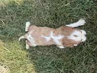 AKC Donovan, a male Cavalier King Charles Spaniel for sale in Athens, WI – 5 of 7