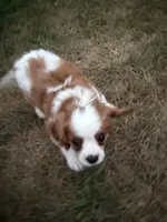 AKC Carl, a male Cavalier King Charles Spaniel for sale in Athens, WI – 6 of 10