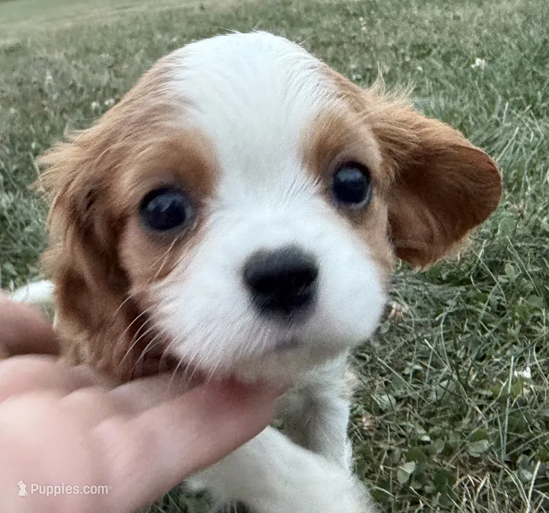 AKC Dora – Cavalier King Charles Spaniel puppy for sale in Athens, WI