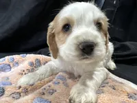 Ben, a male Cocker Spaniel for sale in Athens, WI – Photo 8 of 10