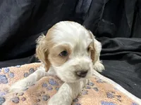 Ben, a male Cocker Spaniel for sale in Athens, WI – Photo 9 of 10