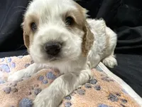 Ben, a male Cocker Spaniel for sale in Athens, WI – Photo 1 of 10