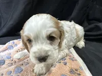 Ben, a male Cocker Spaniel for sale in Athens, WI – Photo 5 of 10