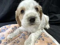 Ben, a male Cocker Spaniel for sale in Athens, WI – Photo 6 of 10