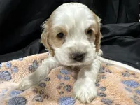Ben, a male Cocker Spaniel for sale in Athens, WI – Photo 2 of 10