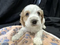 Ben, a male Cocker Spaniel for sale in Athens, WI – Photo 7 of 10