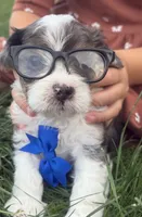 Arthur, a male Cavapoo for sale in Athens, WI – 8 of 10