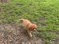 Susie, a female Cavapoo for sale in Athens, WI – 5 of 10