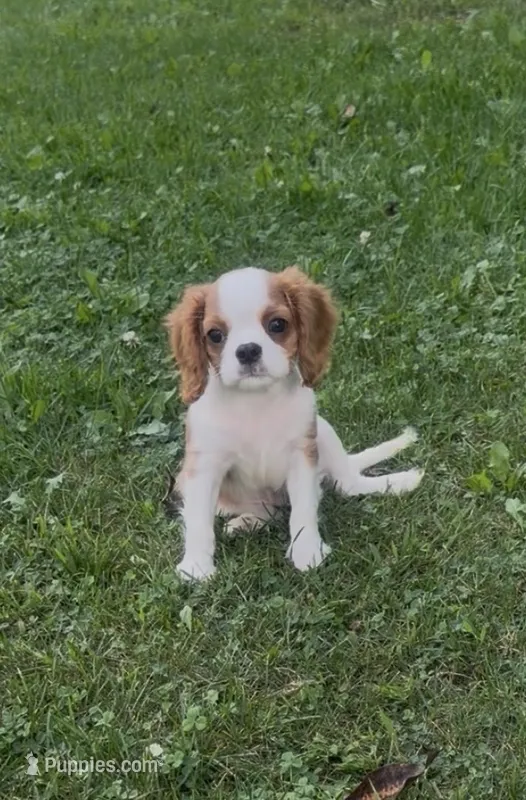 AKC Dorn – Cavalier King Charles Spaniel puppy for sale in Athens, WI