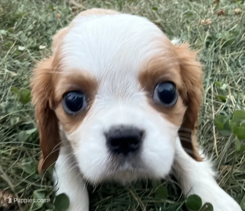 AKC Dolly – Cavalier King Charles Spaniel puppy for sale in Athens, WI