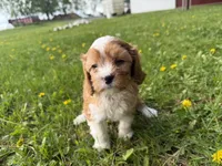 Ernie, a male Cavapoo for sale in Athens, WI – 5 of 10