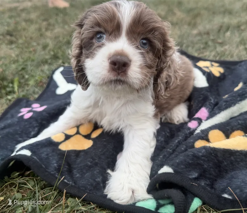 AKC Matt – Cocker Spaniel puppy for sale in Athens, WI
