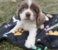 AKC Matt, a male Cocker Spaniel for sale in Athens, WI – 1 of 10